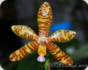 Phal. fasciata